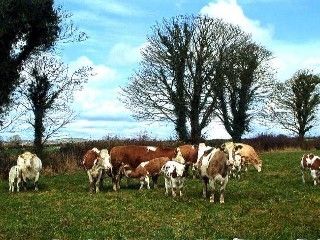 Grove Farm House Inistioge ภายนอก รูปภาพ